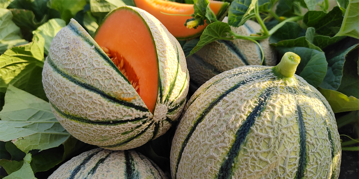 BASF | Nunhems: ecco il melone Torricelli F1, adatto alle alte temperature